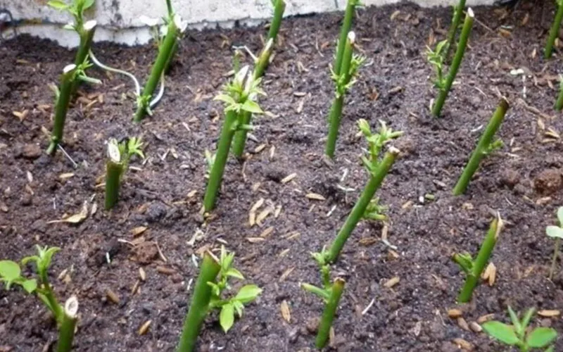 Kỹ thuật giâm cành nghiêng 45 độ giúp rau ngót nhanh bén rễ và nảy mầm