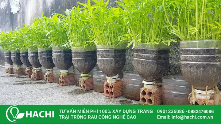 cach-trong-rau-ram-bang-nuoc-0bdb64 Chăm sóc rau răm thủy canh đúng cách giúp cây luôn xanh tốt và giàu dinh dưỡng