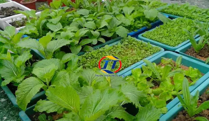 Tưới nước đúng cách giúp rau lang lá đỏ duy trì độ mọng nước và dưỡng chất
