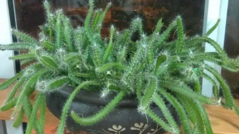 cach-trong-va-cham-soc-cay-thanh-long-con-don-gian-202205061406097837 Chăm sóc đúng kỹ thuật về ánh sáng và nước là chìa khóa để cây thanh long mini nhanh cho quả