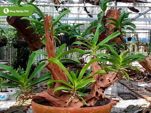 Quy trình ngâm vôi để khử trùng gỗ lũa trước khi ghép lan