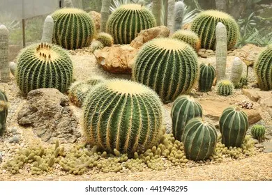 Giá thể cát sông là thành phần quan trọng giúp xương rồng phát triển khỏe mạnh và chống úng