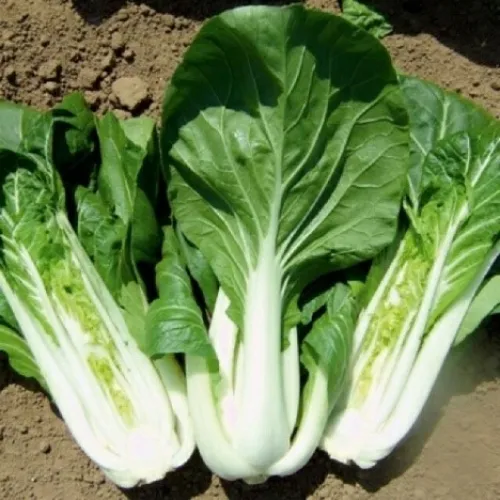 Cải bẹ trắng là nguồn cung cấp vitamin và khoáng chất dồi dào cho cơ thể