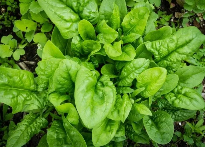 Lá cải bó xôi chứa hàm lượng vitamin và khoáng chất vô cùng phong phú