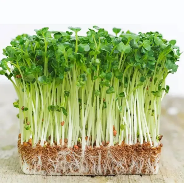 Sử dụng giá thể dừa nước giúp rau mầm phát triển đồng đều và sạch sẽ