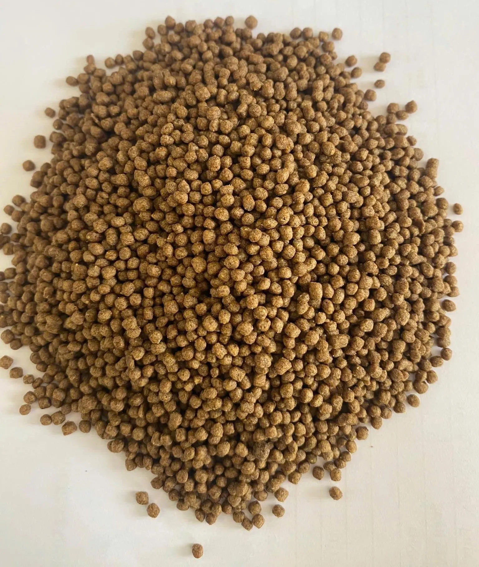 Kết hợp thức ăn công nghiệp và phụ phẩm nông nghiệp giúp cá trê lớn nhanh và tiết kiệm chi phí