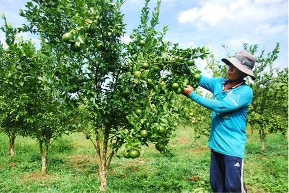 Sử dụng phân đồng vỏ ức tôm đúng kỹ thuật và liều lượng giúp bảo vệ cây trồng toàn diện