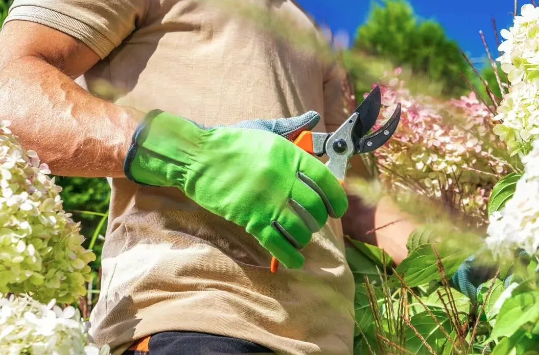 Cắt tỉa định kỳ giúp kích thích bạc hà ra nhiều nhánh mới và duy trì sức sống