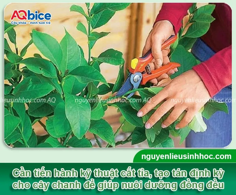 Cắt tỉa cành định kỳ là bước quan trọng để cây chanh tập trung dinh dưỡng nuôi quả