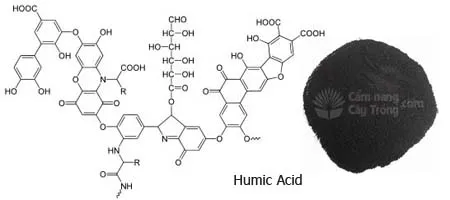 Cấu trúc hóa học phức tạp của Humic Acid giúp nó tương tác mạnh mẽ với các thành phần trong đất