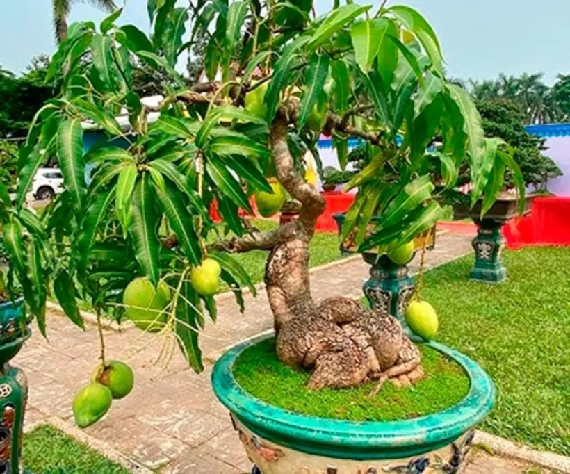 Vẻ đẹp khó cưỡng của Xoài Hoàng Kim Vàng Ướt khi bước vào giai đoạn chín rộ