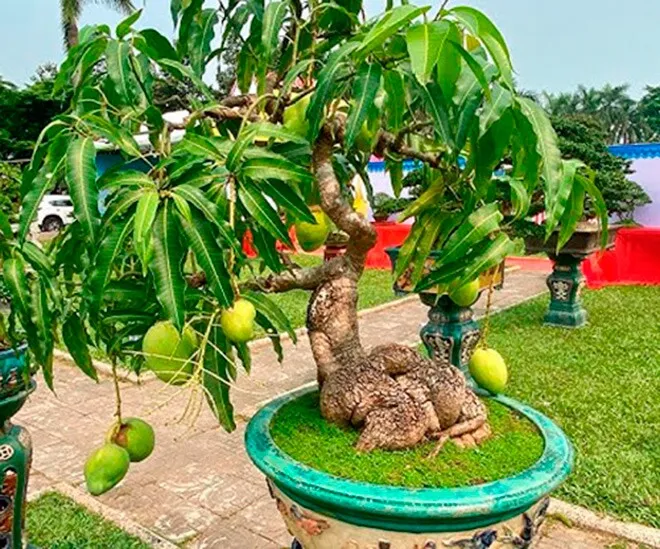Xoài Hoàng Kim Mini Bonsai Xoài Hoàng Kim Vàng Ướt  Sự kết hợp hoàn hảo giữa thẩm mỹ và giá trị kinh tế
