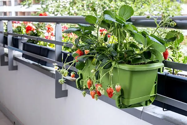 cay-an-trai-trong-ban-cong Mô hình vườn cây ăn quả mini tối ưu không gian cho căn hộ nhỏ