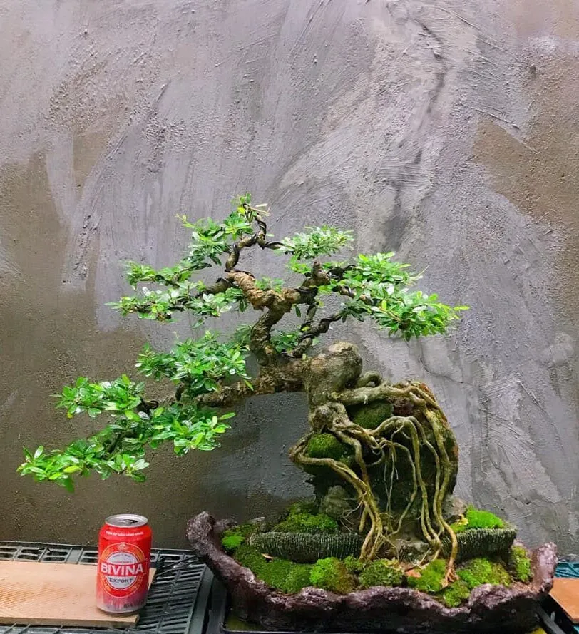 cay-bonsai-mini-e1676883541982 Quýt đường mini bonsai là lựa chọn tuyệt vời cho cả những người mới bắt đầu chơi cây cảnh