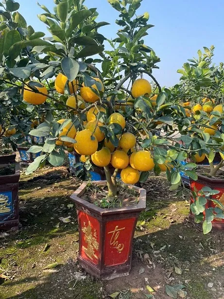 Mô hình Bưởi Diễn Mini Sân Thượng Quả Lớn Vườn Nhỏ mang lại không gian xanh và giá trị kinh tế cao