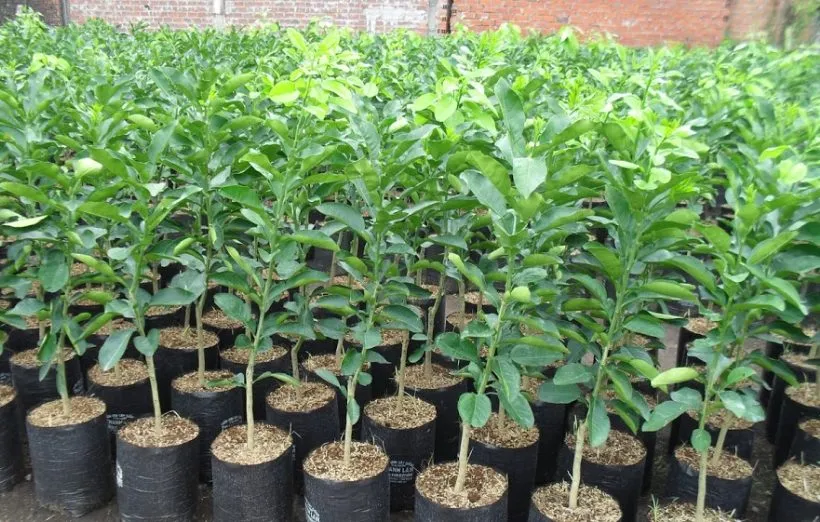 Lựa chọn cây giống và chậu phù hợp là bước khởi đầu quan trọng cho vườn bưởi sân thượng