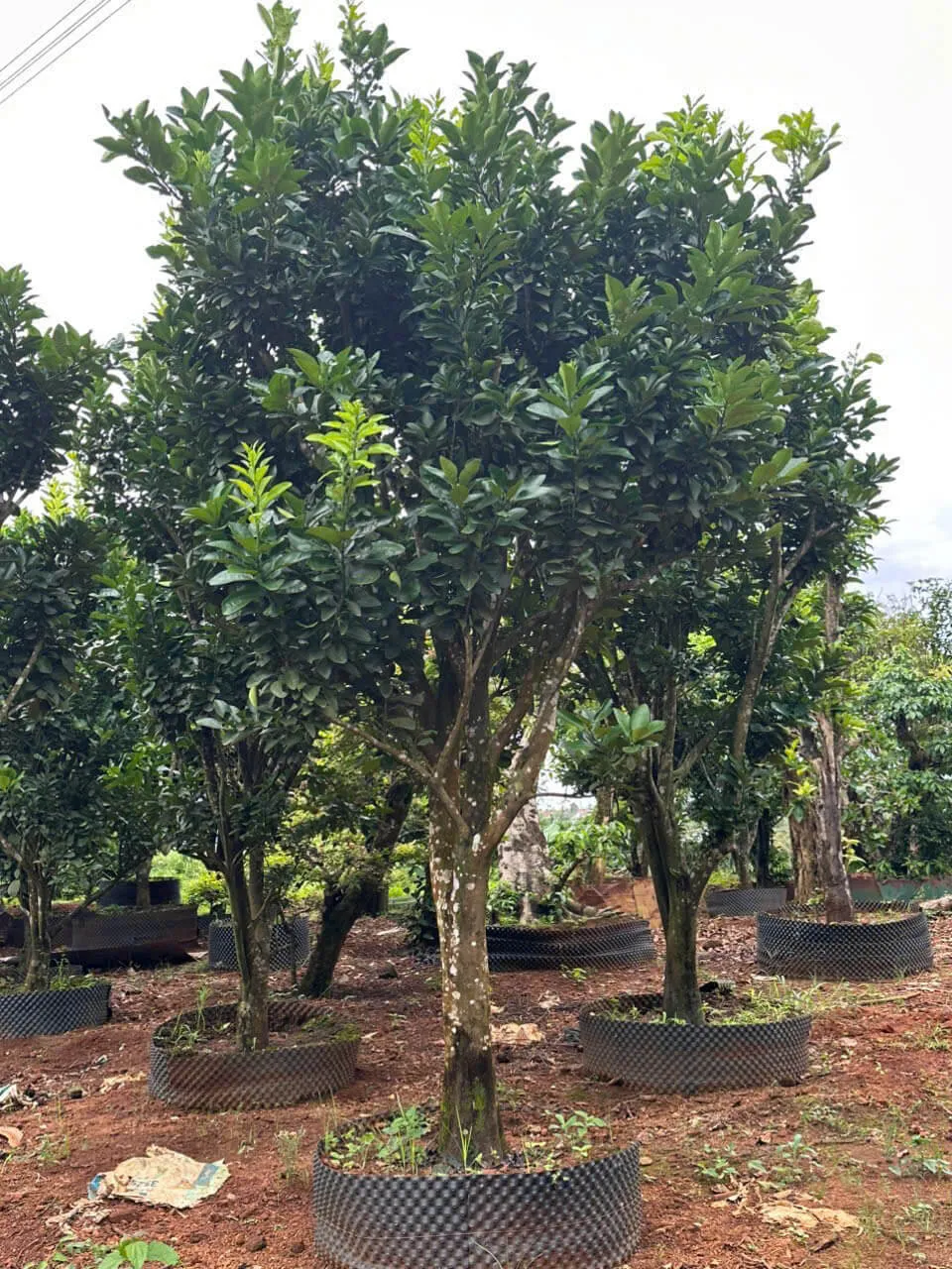 Bưởi Xoàn Long Mini Chậu Lớn mang lại vẻ đẹp đẳng cấp và không gian xanh mát cho ngôi nhà