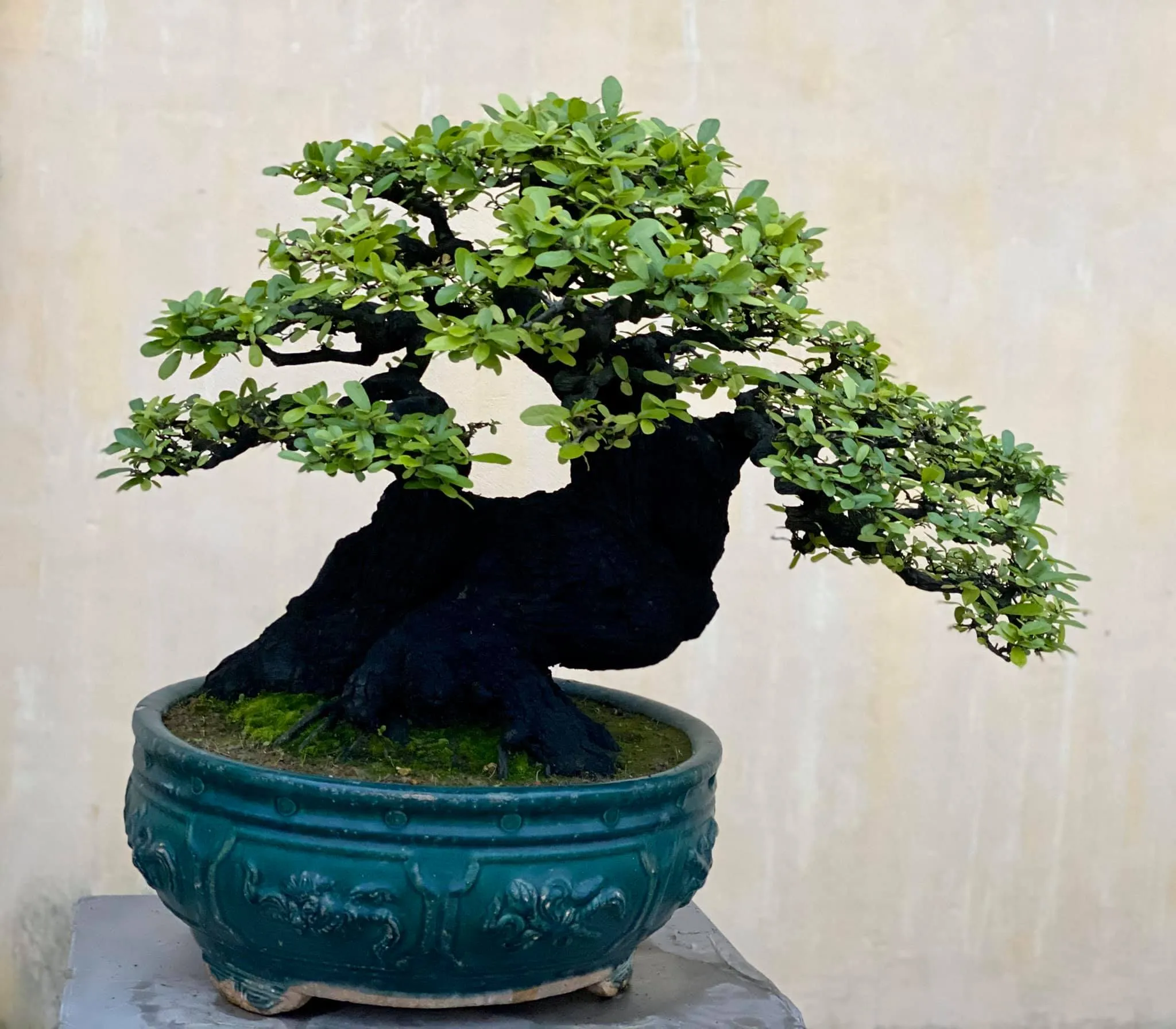 cay-cam-thi-bonsai Quan sát kỹ thân lá và rễ giúp bạn chọn được chậu cam bonsai chất lượng