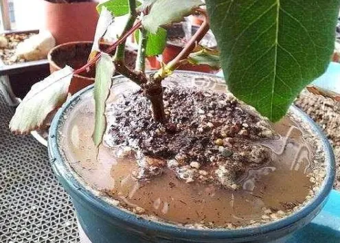 Kỹ thuật sang chậu đúng cách là nền tảng cho sự phát triển của nhãn lồng mini