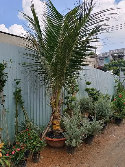 Mô hình dừa đỏ lùn trồng chậu đang trở thành xu hướng xanh cho nhà phố