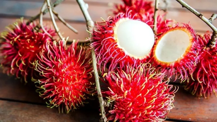cay-giong-chom-chom-thai-2 Mô hình trồng chôm chôm mini trên sân thượng mang lại không gian xanh mát và nguồn thực phẩm sạch
