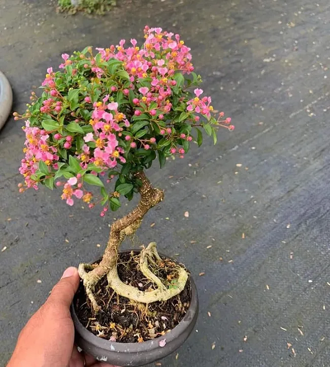 cay-hong-ngoc-mai Hồng Ngọc Dạ Mini Sân Thượng Giải pháp xanh hoàn hảo cho không gian đô thị