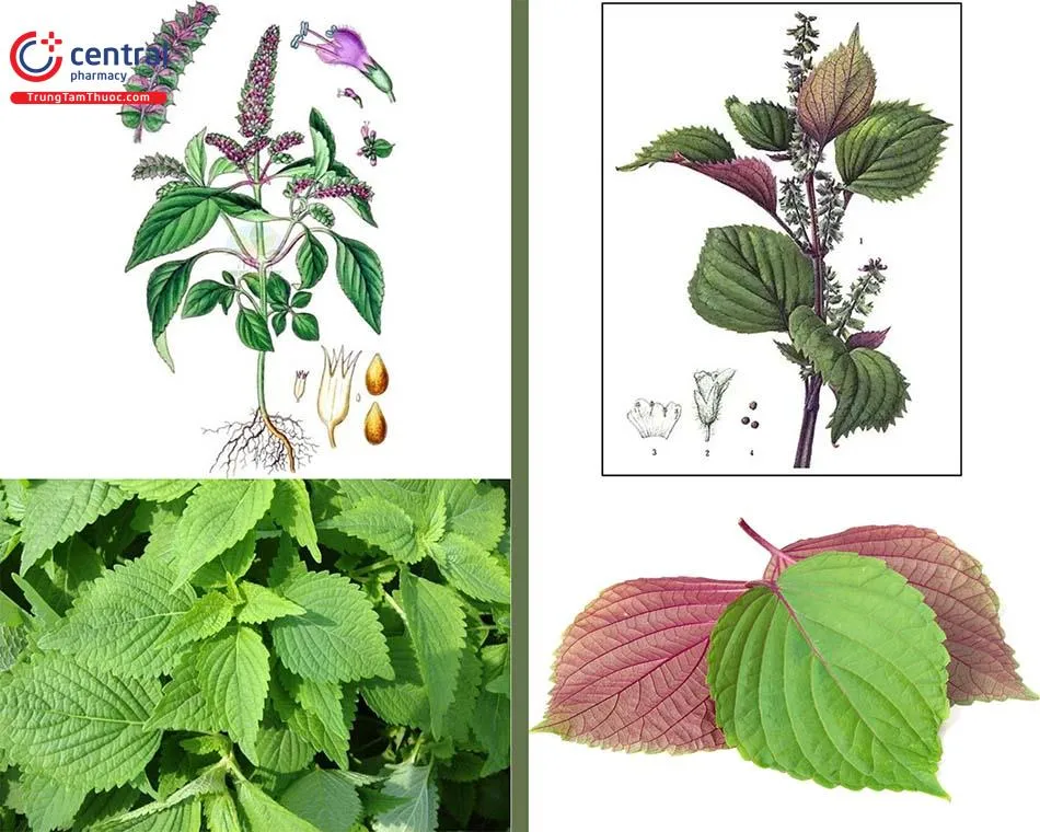 cay-kinh-gioi-6 Lá kinh giới đỏ là dược liệu quý nhưng cần sử dụng đúng đối tượng để đảm bảo an toàn