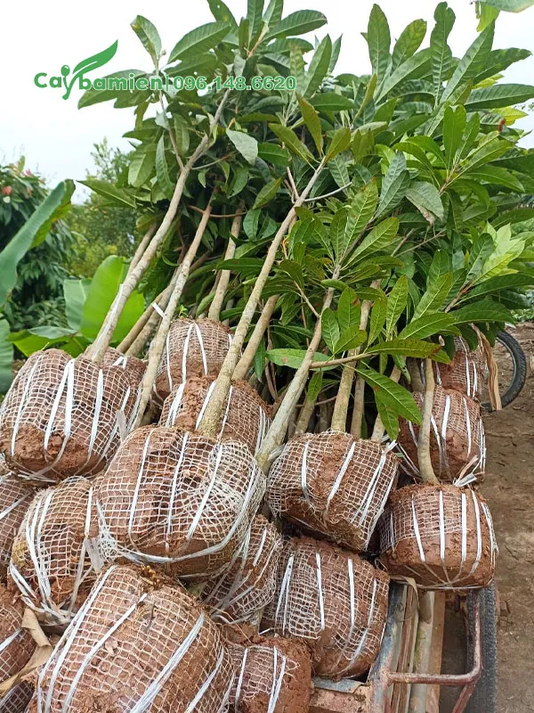 Thu hoạch trứng đúng cách và bảo quản khoa học giúp giữ trọn vẹn hương vị và dưỡng chất