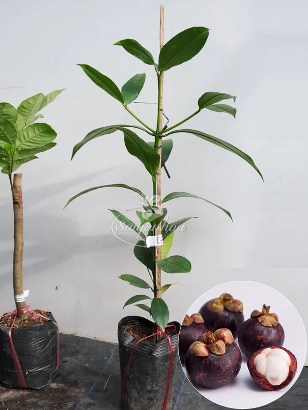 Măng Cụt Mini Ghép Vua Quả Vườn Đô Thị Nhỏ  Giải pháp xanh cho không gian sống hiện đại