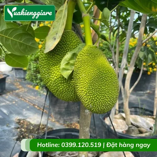 cay-mit-thai-trong-chau-truong-thanh-goc-to-1 Kích thước nhỏ gọn của mít siêu lùn cho phép trồng hiệu quả trong chậu hoặc bồn cây
