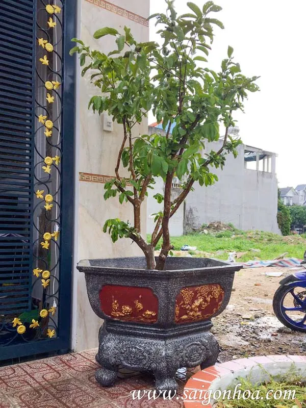 Mô hình trồng ổi đèn hồng mini trong chậu tại ban công phố
