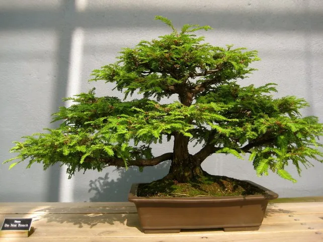 cay-phong-thuy-khong-nen-de-trong-phong-khach-cay-da-bonsai Nhãn Hương Chi Bonsai mang lại không gian sống xanh và tài lộc cho gia chủ