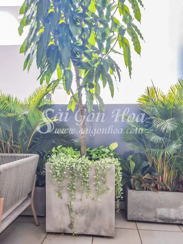 cay-xoai-san-thuong Xoài mini keo là lựa chọn lý tưởng cho không gian ban công chật hẹp tại đô thị