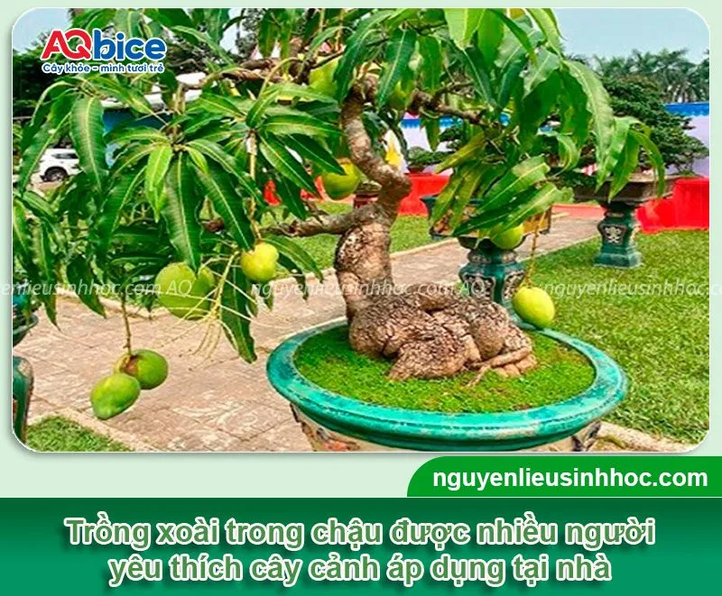 cay-xoai-trong-trong-chau-co-duoc-khong Chăm sóc đúng kỹ thuật giúp xoài mini keo phát triển khỏe mạnh và sai quả