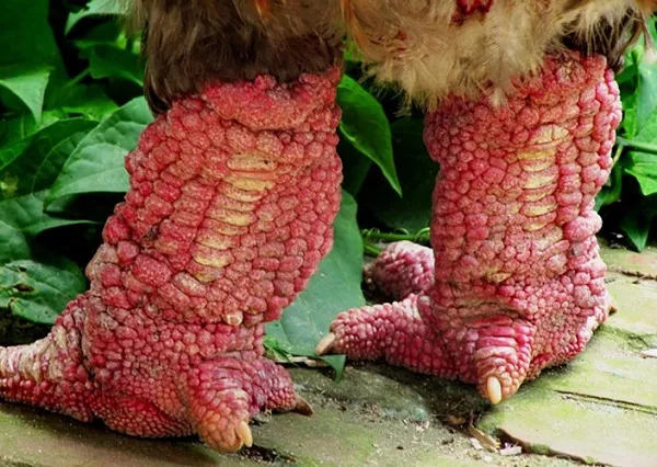 Đôi chân vảy đỏ hồng là đặc điểm quý giá của giống gà Đông Tảo thuần chủng