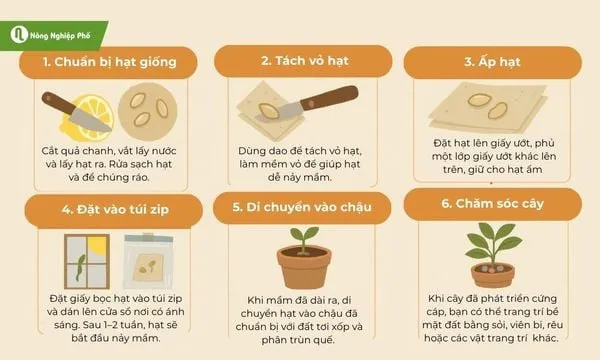 Kỹ thuật sang chậu đúng cách giúp cây chanh diều hồng bén rễ nhanh chóng