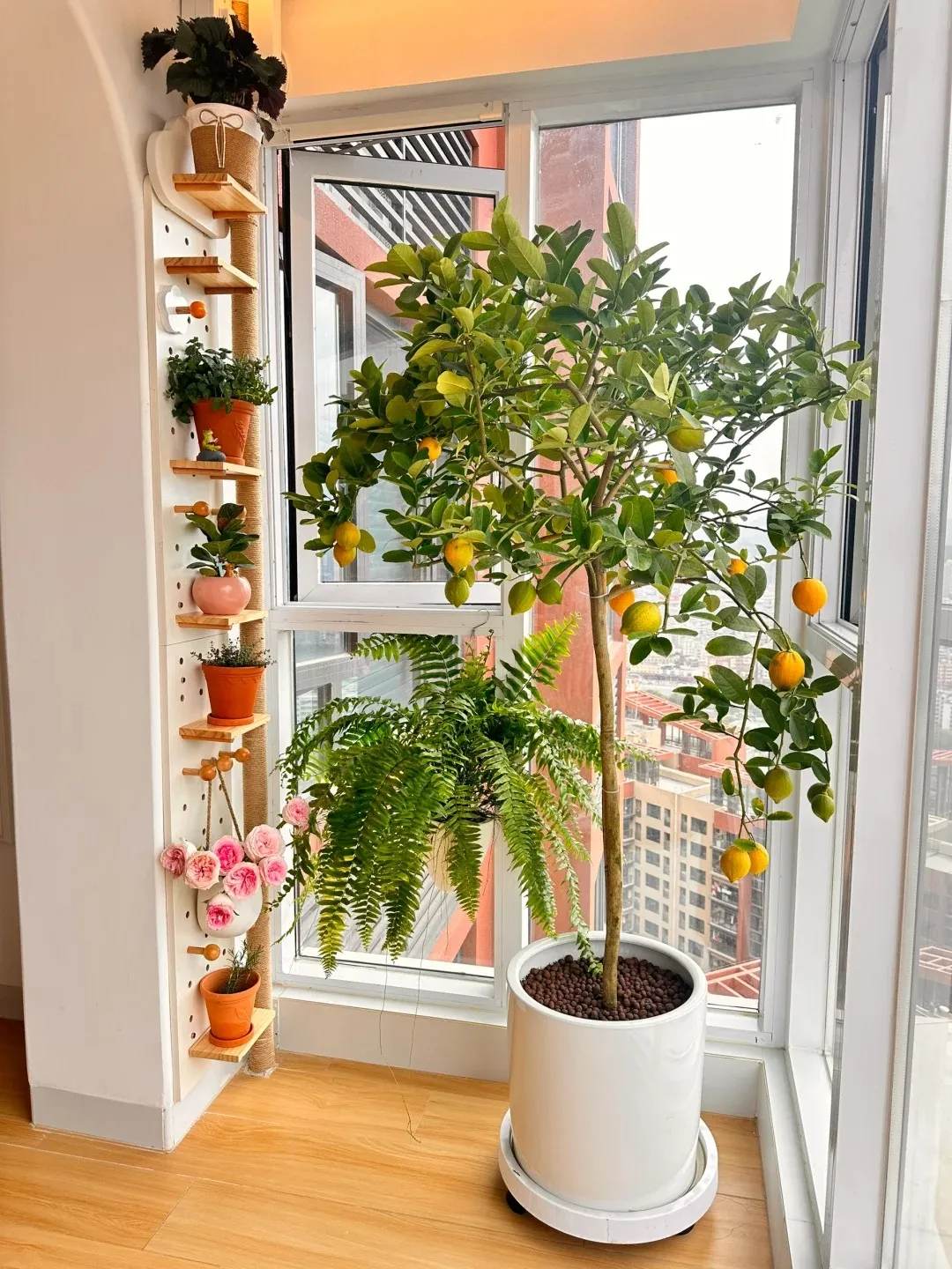 Áp dụng đúng kỹ thuật sẽ giúp chậu chanh của bạn ra quả quanh năm