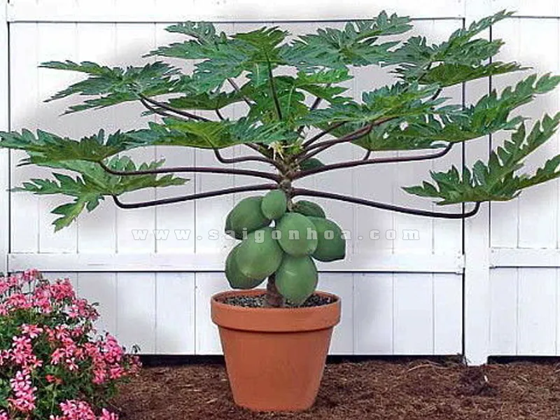 Mô hình trồng rau đu đủ đực trong chậu nhỏ tiện lợi cho không gian phố