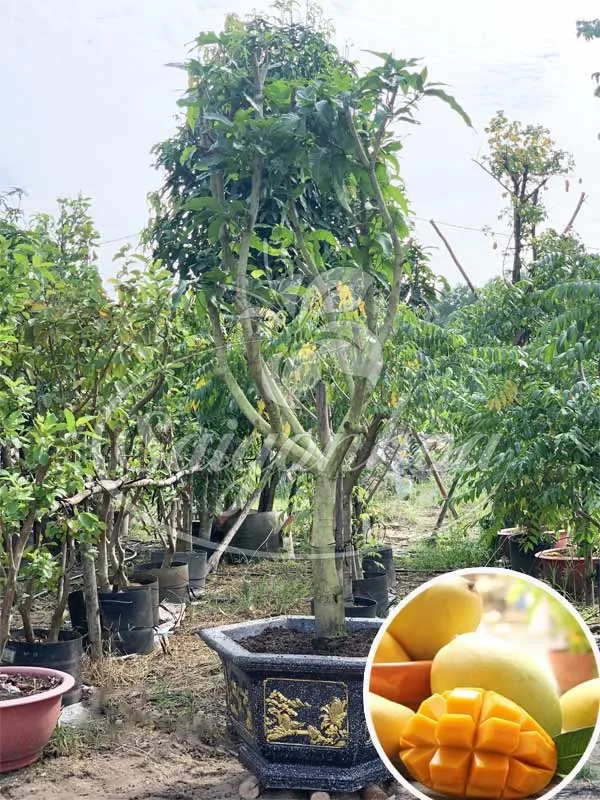 Xoài Cát Hòa Lộc Bonsai mang lại vẻ đẹp sang trọng và nguồn trái cây sạch cho gia đình