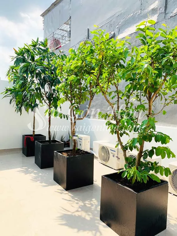 chau-da-mai-hinh-vuong-den Mô hình trồng ổi mini trong chậu xi măng mang lại vẻ đẹp xanh mát cho không gian phố