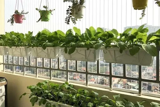 Rau sam phát triển mạnh mẽ và xanh tốt ngay cả trong không gian hạn chế của ban công nhà phố