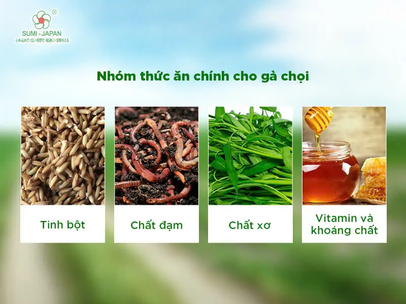 Chế độ dinh dưỡng đa dạng là chìa khóa để gà nòi đỏ máu có thể lực sung mãn