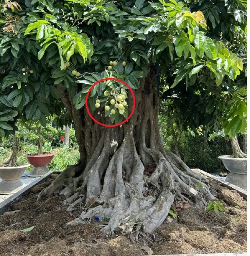 choang-vang-voi-cay-nhan-bonsai-tao-hinh-co-mot-khong-hai-dai-gia-san-lung-gia-cham-moc-200-trieu-dong1-23260356 Nhãn Hương Chi Bonsai Nhãn Hương Chi Ngọt Thanh Sự kết hợp hoàn hảo giữa nghệ thuật và thực phẩm