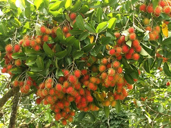 Những chùm chôm chôm hạt nhỏ mini chín mọng trên cành