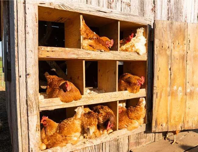 Chuồng trại cần được thiết kế thông thoáng và có ổ đẻ yên tĩnh để gà thoải mái sản xuất trứng