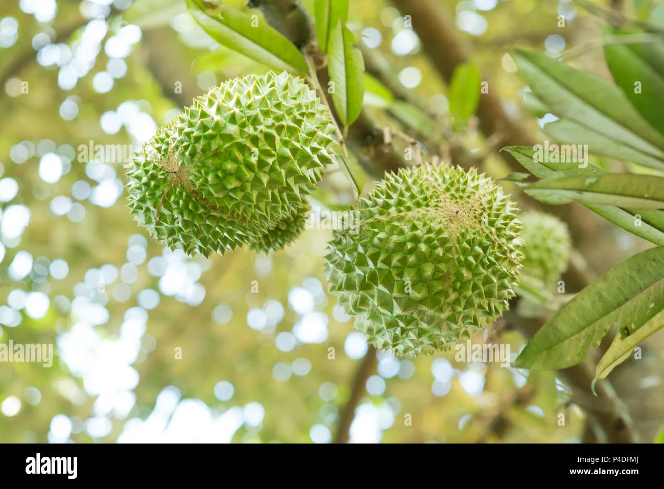 close-up-musang-king-durian-on-tree-p4dfmj Những quả sầu riêng Musang King mini mọc trĩu cành dù cây có kích thước khiêm tốn