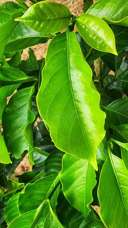 Bộ lá xanh đậm và bóng mượt nhờ được bổ sung đầy đủ hàm lượng Magie từ dịch lá chuối