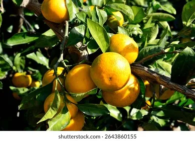 closeup-ripe-oranges-hanging-orange-260nw-2643860155 Những trái cam vàng óng ả tượng trưng cho sự thịnh vượng và tài lộc