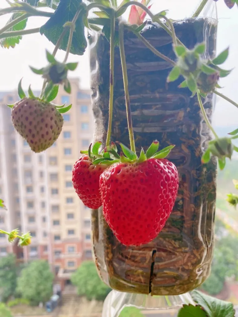 Thành quả ngọt ngào từ kỹ thuật chăm sóc dâu tây đúng cách tại nhà