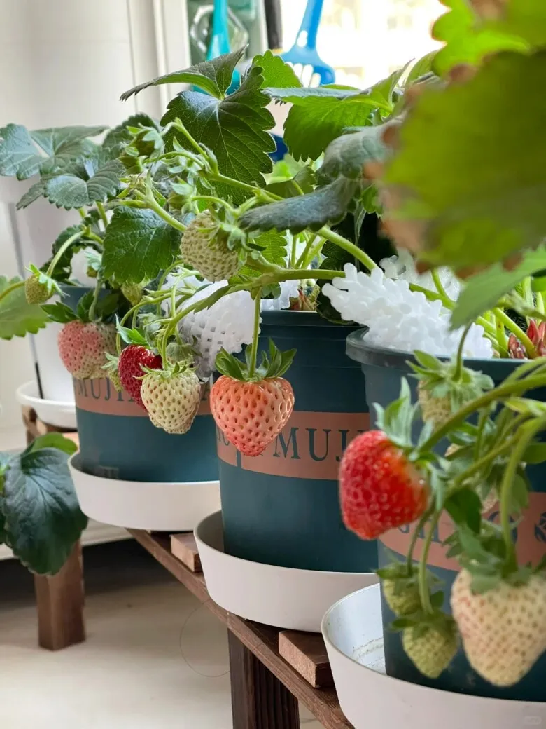 Mô hình vườn dâu tây mini tận dụng chậu nhựa tái chế đầy sáng tạo và thẩm mỹ